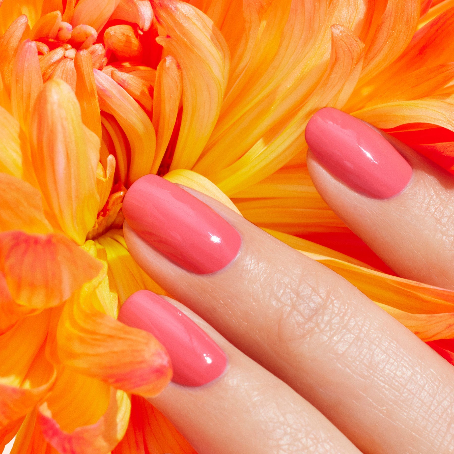 A hand with Capucine by Manucurist, a bright pink polish, rests on vibrant orange and yellow flower petals.