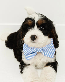 A fluffy black, white, and brown puppy with expressive dark eyes and curly fur lies on a white surface. It embodies holiday dog fashion while wearing a Petite Plume yellow gingham twill bow tie, adding to its festive look as it gazes upward.